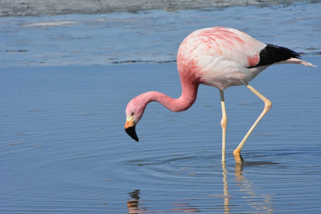 flamingo one leg stance